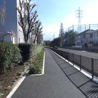 神田川沿い　一本橋際