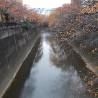 石神井川　稲荷橋より加賀さくら橋側