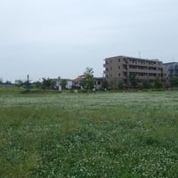 東立石緑地公園