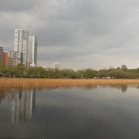 不忍池　　蓮池