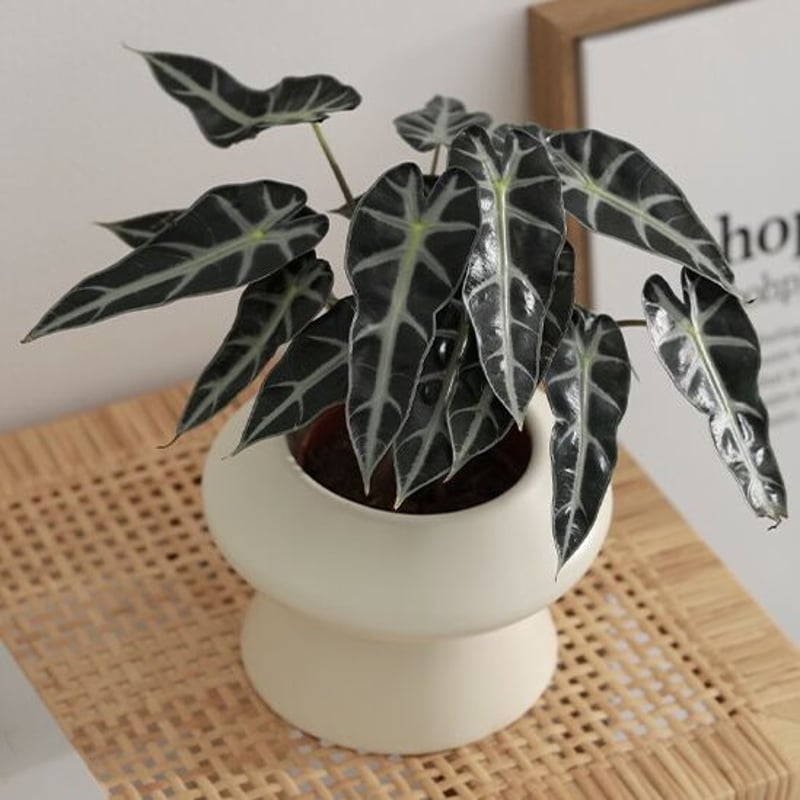 M&M TYPE7【UFO】Aluminum 植木鉢　S fit=scale-down,w=1200