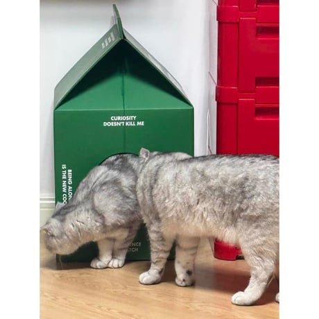 #グリーン パック型 キャットハウス 猫ハウス 爪とぎ ダンボールハウス
