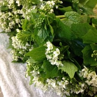 朝採れ　わさび菜 1束150g