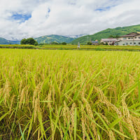 令和5年収穫 長野県白馬村産 あきたこまち10kg