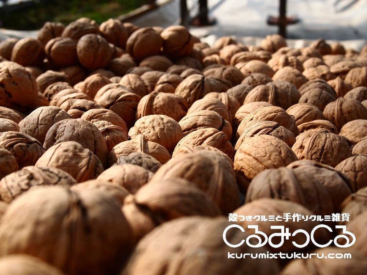乾燥天然クルミ　殻付き　10kg 2024年10月採取 乾燥天然クルミ 殻付き 10kg 2024年10月採取
