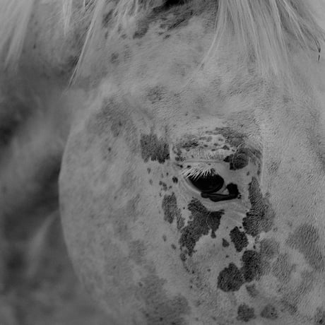 Gertrud / Maja Daniels