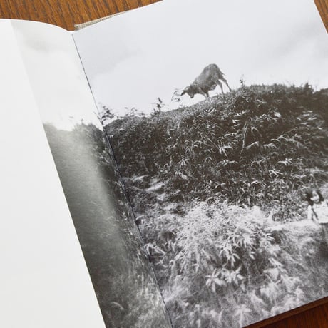 Echoes Shades / Piotr Zbierski