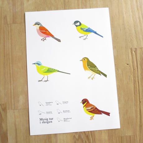 Bird Illustration Poster with Cardboard