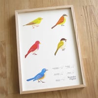 Bird Illustration Poster with Wooden Frame