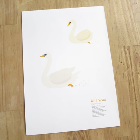 Bird Illustration Poster with Cardboard