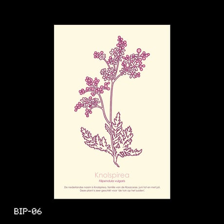 Dutch Botanical Postcard