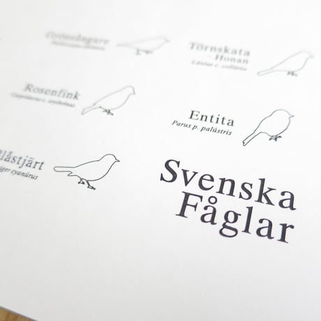 Bird Illustration Poster with Cardboard