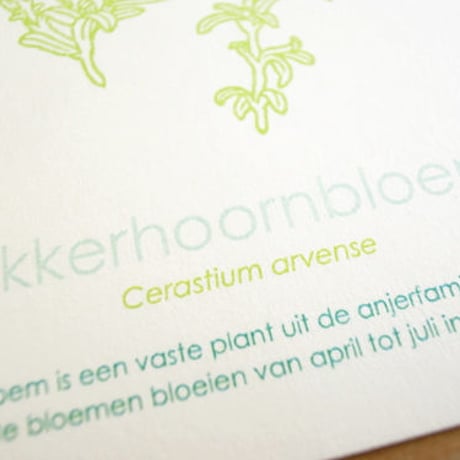 Dutch Botanical Postcard