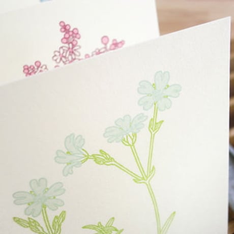 Dutch Botanical Postcard