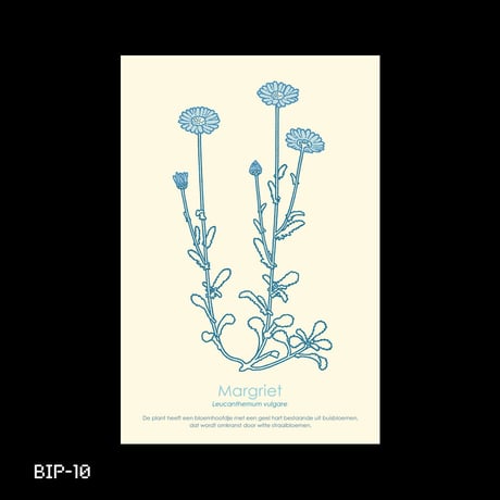 Dutch Botanical Postcard