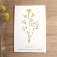 Swedish Botanical Postcard