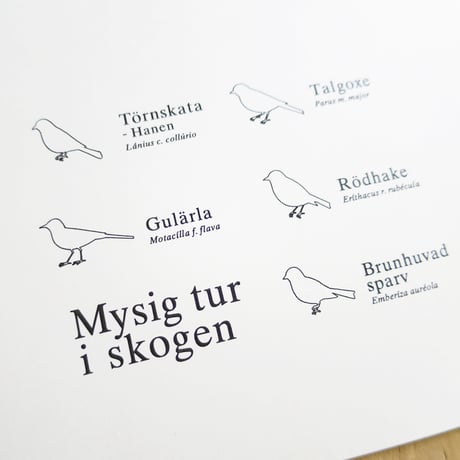 Bird Illustration Poster with Cardboard
