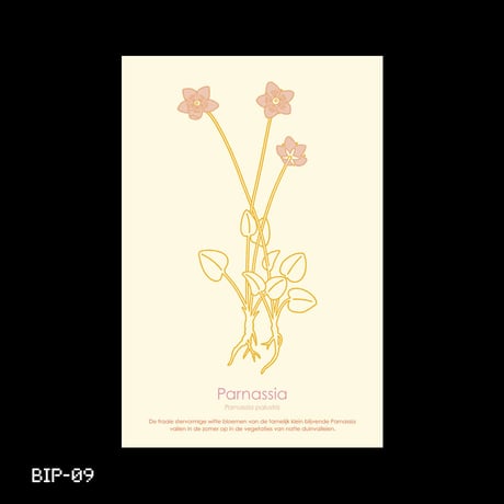 Dutch Botanical Postcard