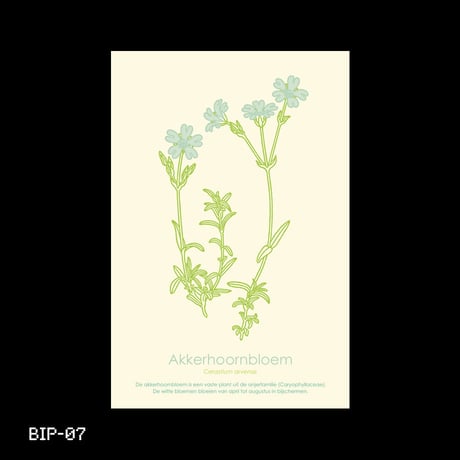 Dutch Botanical Postcard