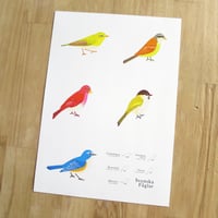 Bird Illustration Poster with Cardboard