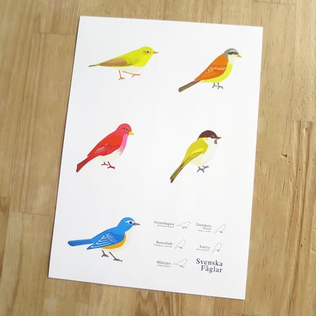 Bird Illustration Poster with Cardboard