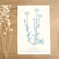 Dutch Botanical Postcard