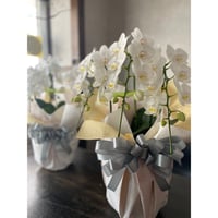 お盆の御供胡蝶蘭(鉢)