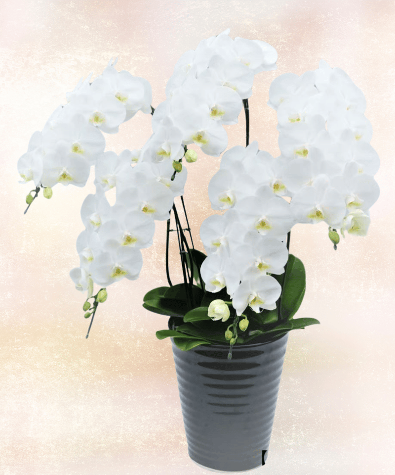 ホワイト胡蝶蘭5本立ち クレイフラワー ホワイト胡蝶蘭5本立ち クレイフラワー 中輪 白 胡蝶蘭 5本立て |
