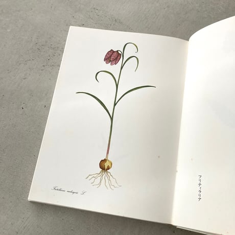 私の植物図鑑