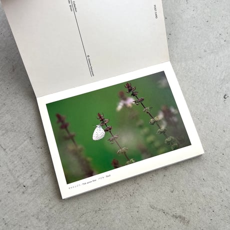 【ポストカードブック】光の中で