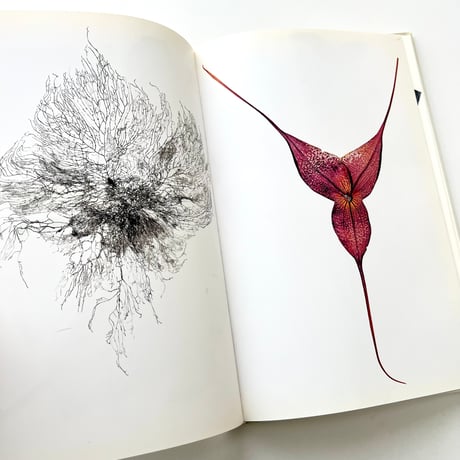 FLORA