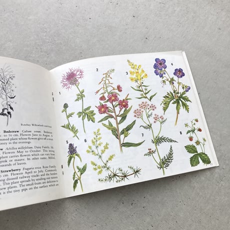 Wild Flowers