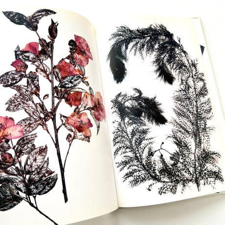 FLORA