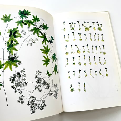 FLORA