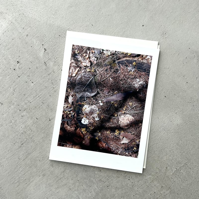 紋黄蝶 ミナ ペルホネン 2014-15 秋冬 | suiran