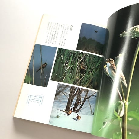 自然読本 野鳥