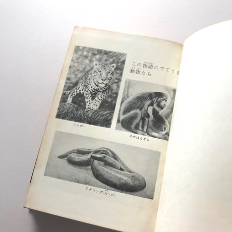 南米の大密林を行く