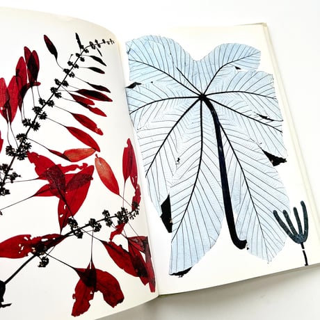 FLORA