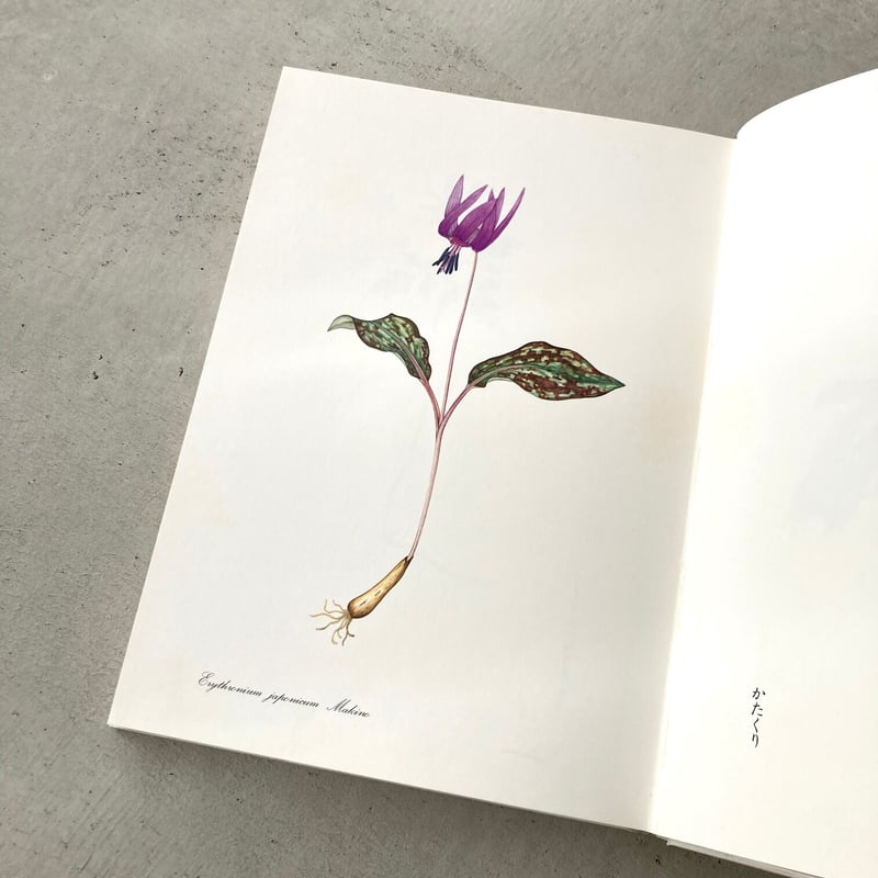 1997年 優しく可憐なヘレナの植物画集　植物図鑑 1997年 優しく可憐なヘレナの植物画集 植物図鑑 最新作 1997年