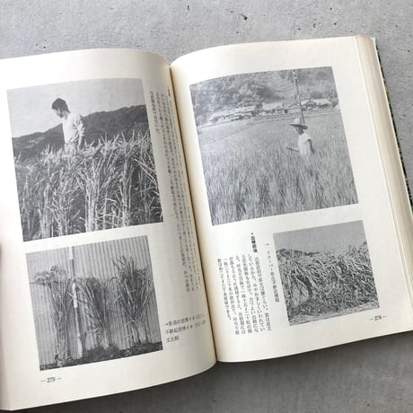 緑の哲学