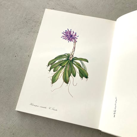 私の植物図鑑