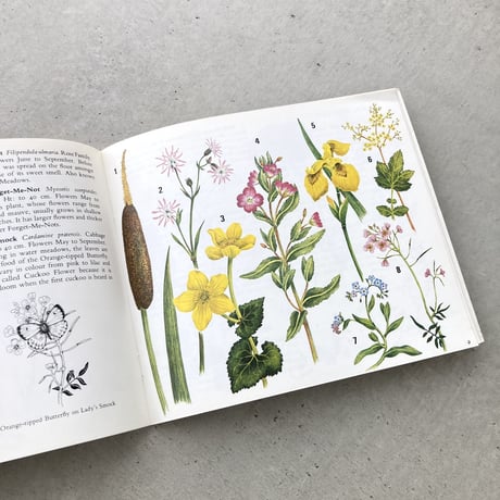Wild Flowers