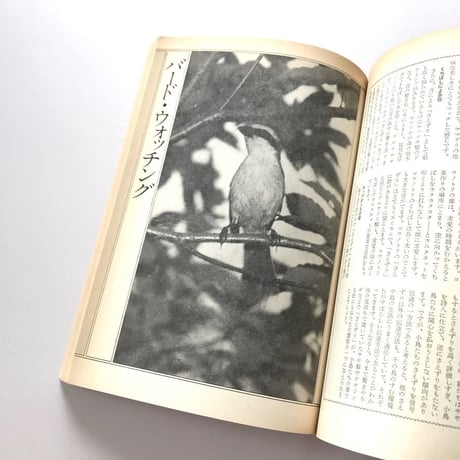 自然読本 野鳥