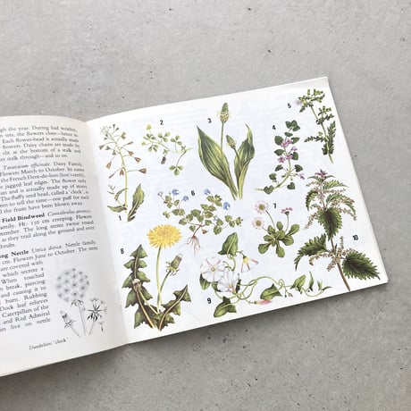 Wild Flowers