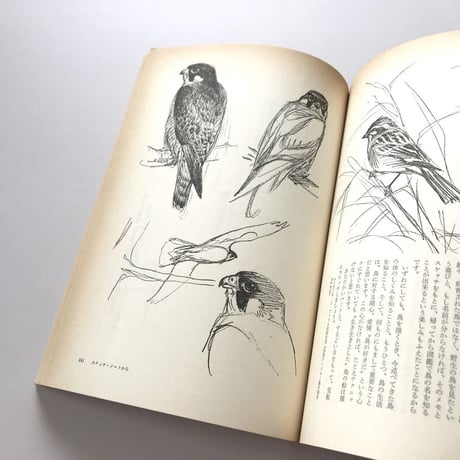 自然読本 野鳥