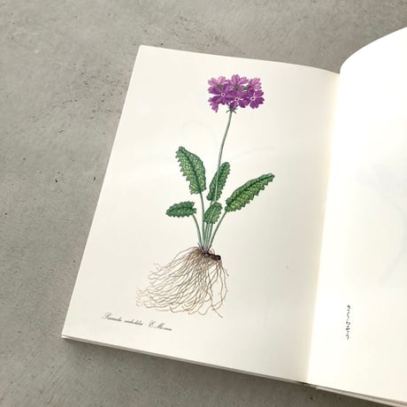 私の植物図鑑