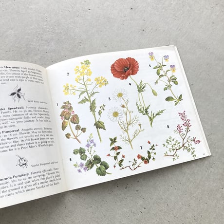 Wild Flowers