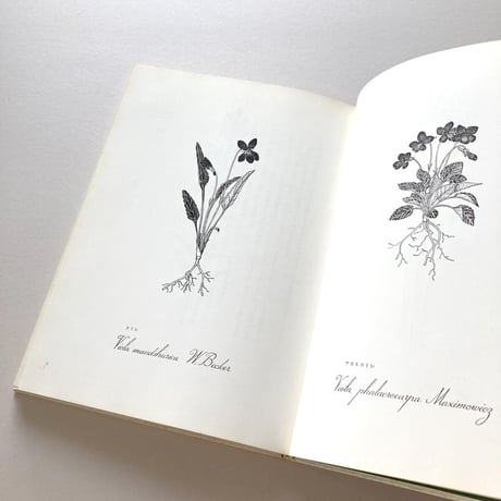 画文集 花の絵本
