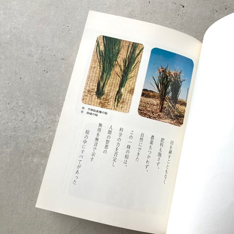緑の哲学