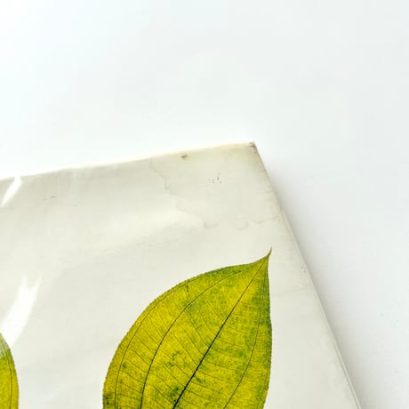 FLORA